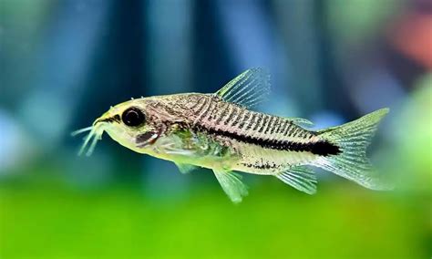 The 10 Most Popular Cory Catfish Types (With Pictures!).